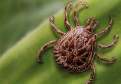 Teresina registra dois casos suspeitos de febre maculosa, a doença do carrapato