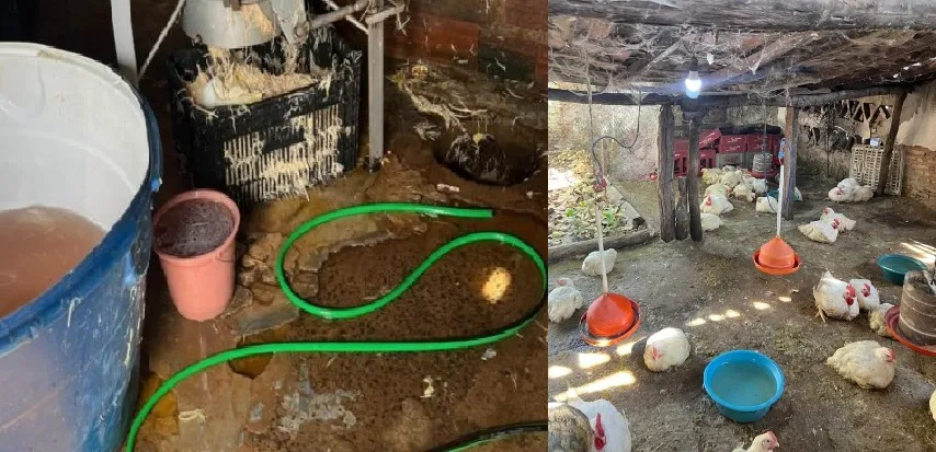 Operação do Procon autua abatedouros clandestinos em Barro Duro